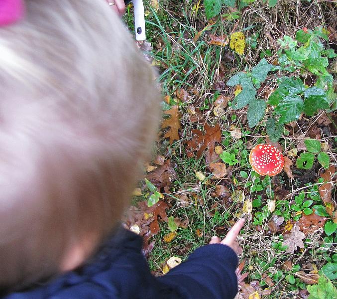 Herfstwandeling op 20-10-2013 (14).JPG